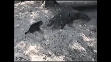 ПРИКОЛИ ТВАРИНИ СМІШНЕ ВІДЕО миле цуценя)