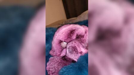 Двічі поспіль скінчився на хутрі шиншили